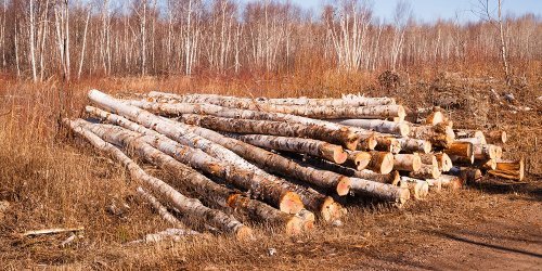 Hakkuita ei Suomessa tehdä energiantuotannon takia