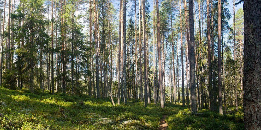 Kaadetaanko Suomen metsät energiaksi?