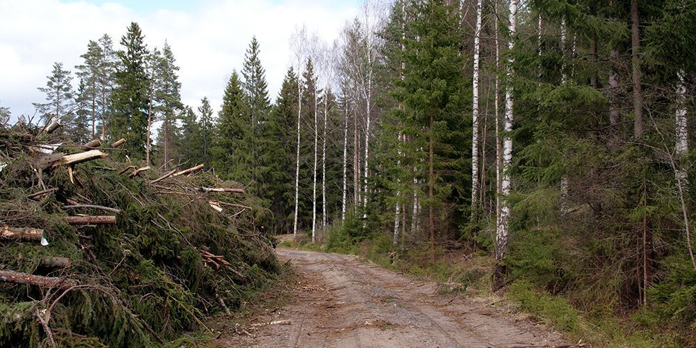 Puuenergiaa varastoihin — mutta miten?