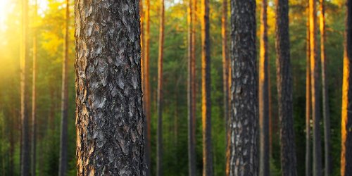 Mitähän komission juuri julkaisemasta biotalousstrategiasta pitäisi ajatella?