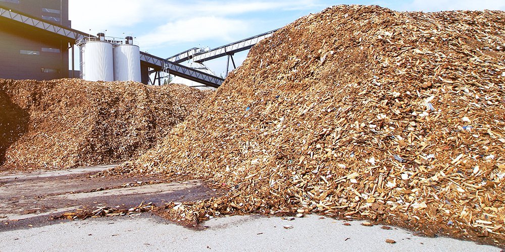 Metsien monet kasvot