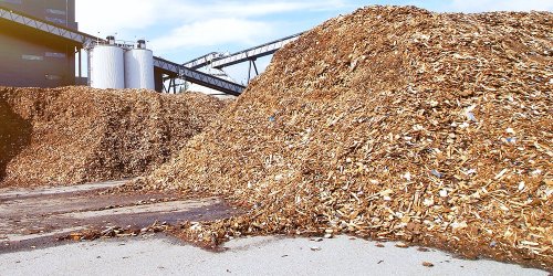 Metsien monet kasvot