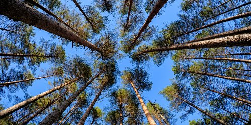 Olemmeko epäonnistuneet kertomaan puuenergian toimintaympäristön realiteetteja?